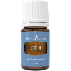 Ledum - эфирное масло багульника